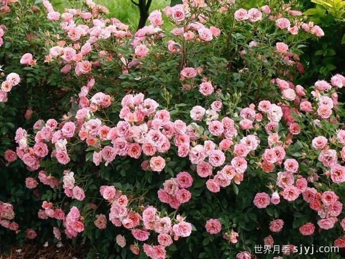 奥索易小桃红色月季Oso Easy Petit Pink(图2)