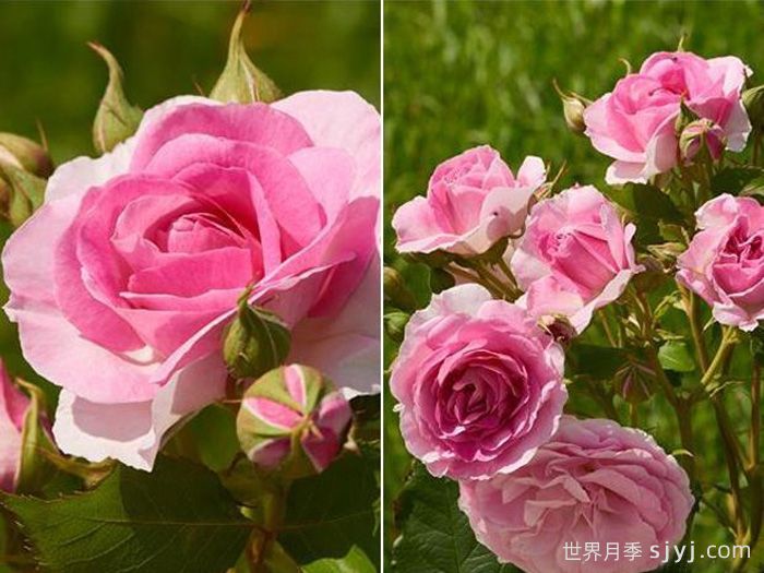 康威月季Conway(图1)