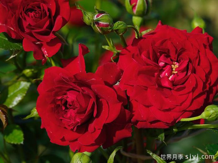 明星纳塔莉月季Starlet Beauty Natalie(图2)