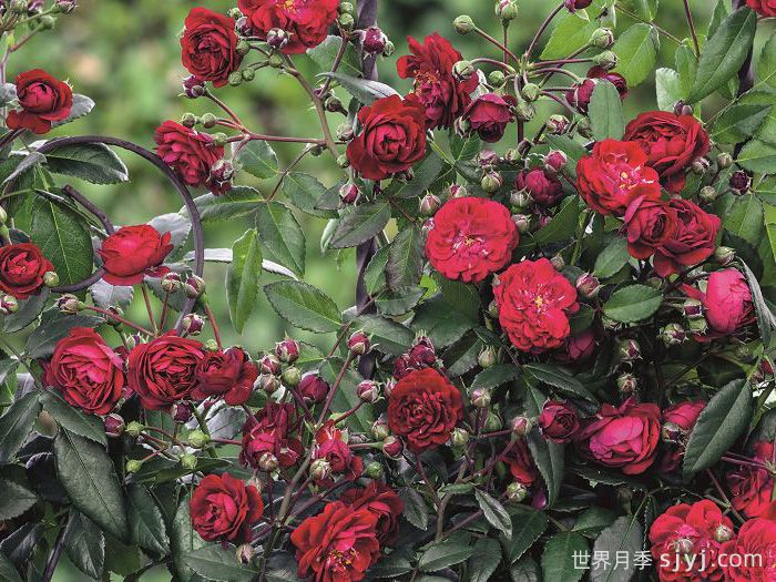 明星罗拉月季/新星玫瑰路易莎/明星萝拉Starlet Beauty Lola(图3)