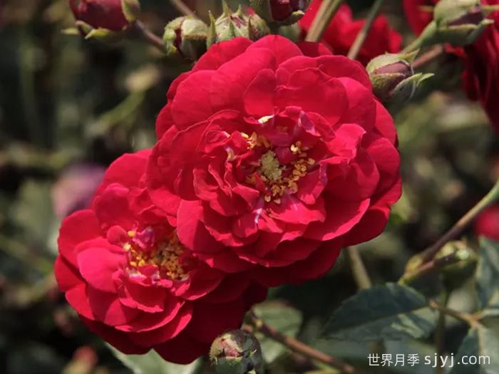 明星罗拉月季/新星玫瑰路易莎/明星萝拉Starlet Beauty Lola(图2)