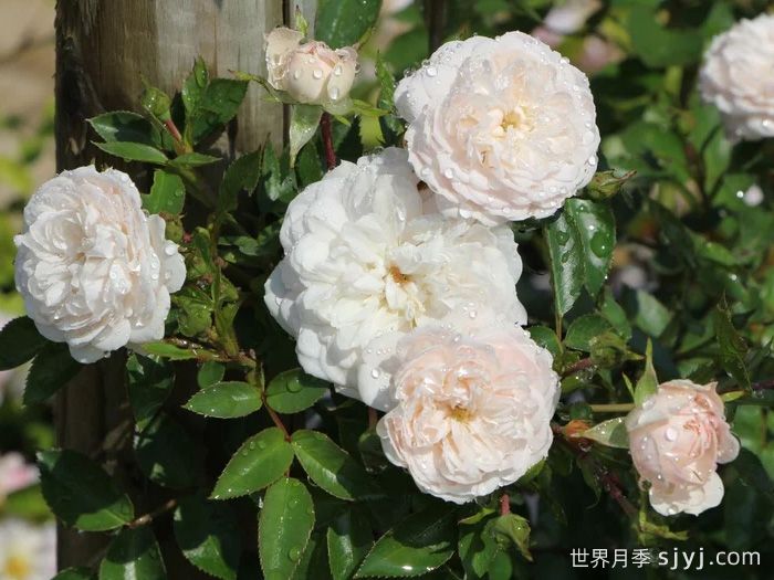 明星阿丽娜/艾琳娜月季Starlet Beauty Alina(图3)