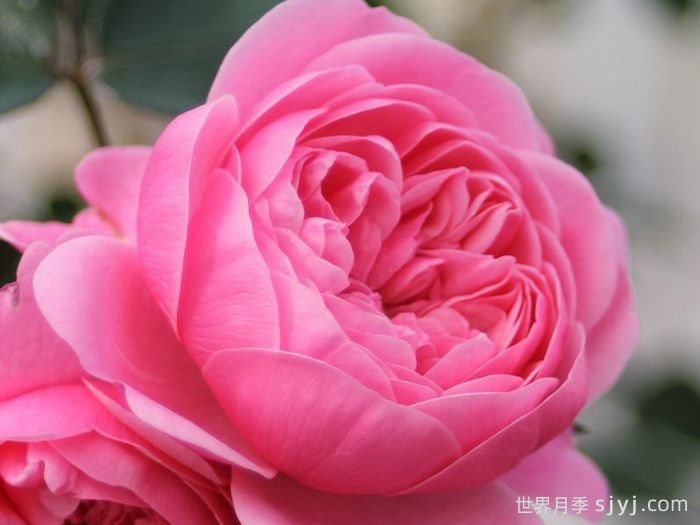 明星伊娃月季Starlet Beauty Eva(图3)