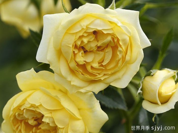 明星艾丽达月季/明星伊丽达月季Starlet Rose Elida(图3) 明星艾丽达月季/明星伊丽达月季Starlet Beauty Elida(图3)