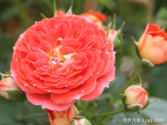 明星卡门月季Starlet Rose Carmen(图2) 明星卡门月季Starlet Beauty Carmen(图2)