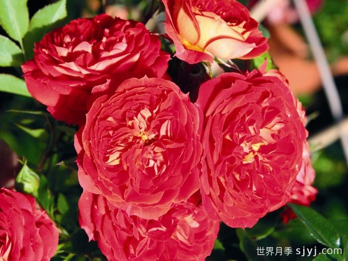 明星卡门月季Starlet Rose Carmen(图1) 明星卡门月季Starlet Beauty Carmen(图1)