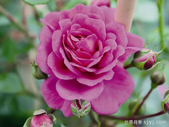 明星梅琳娜月季Starlet Beauty Melina(图2)