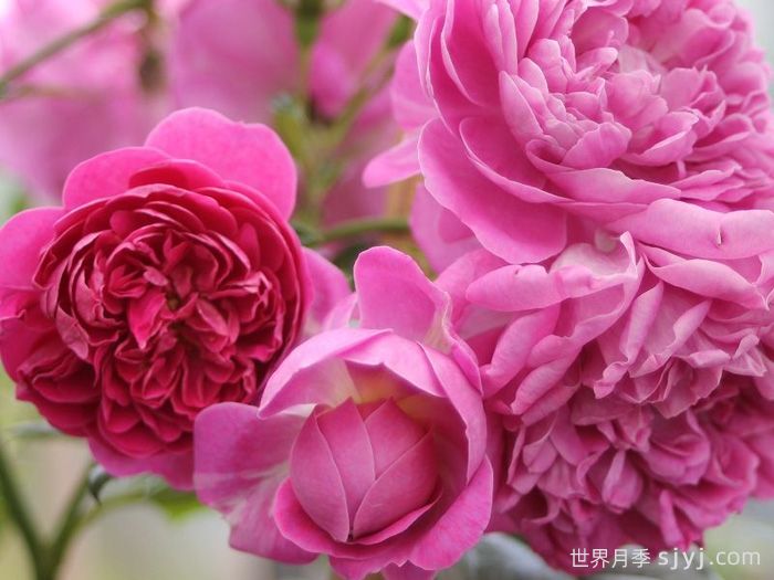 明星梅琳娜月季Starlet Beauty Melina(图3)