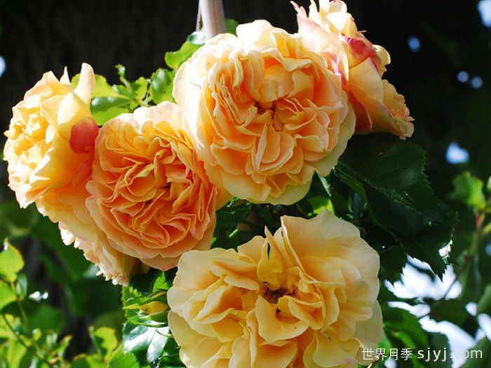 明星莉茲月季/明星丽茲Starlet Beauty Lizzy(图3)