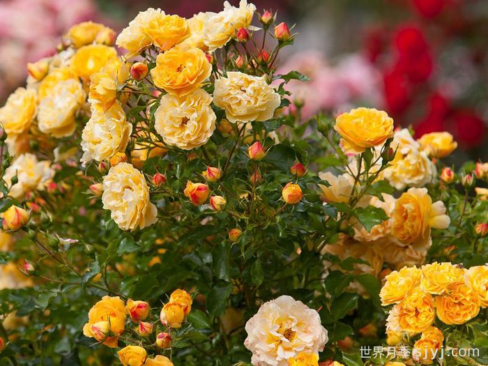 明星莉茲月季/明星丽茲Starlet Beauty Lizzy(图2)