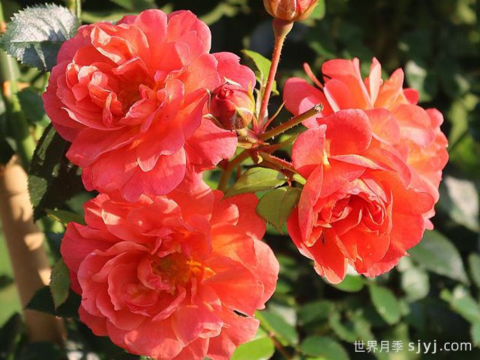 明星艾拉Starlet Beauty Ella(图1)