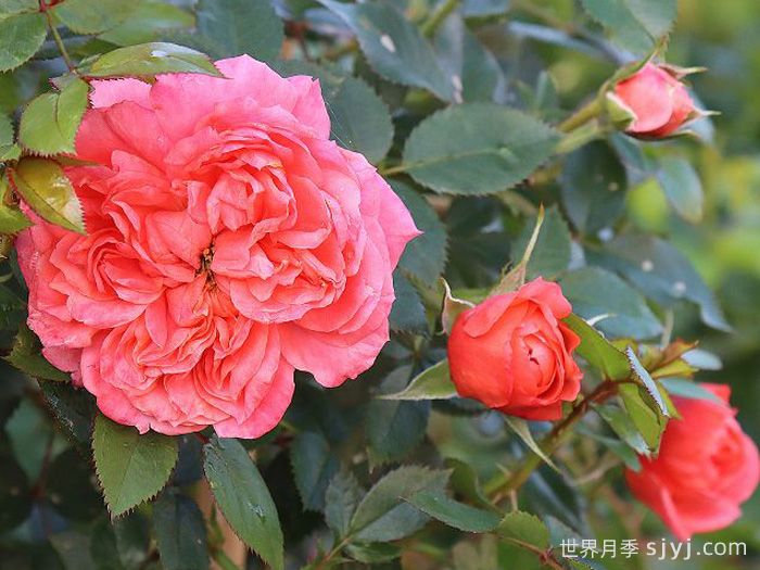 明星艾拉Starlet Beauty Ella(图2)