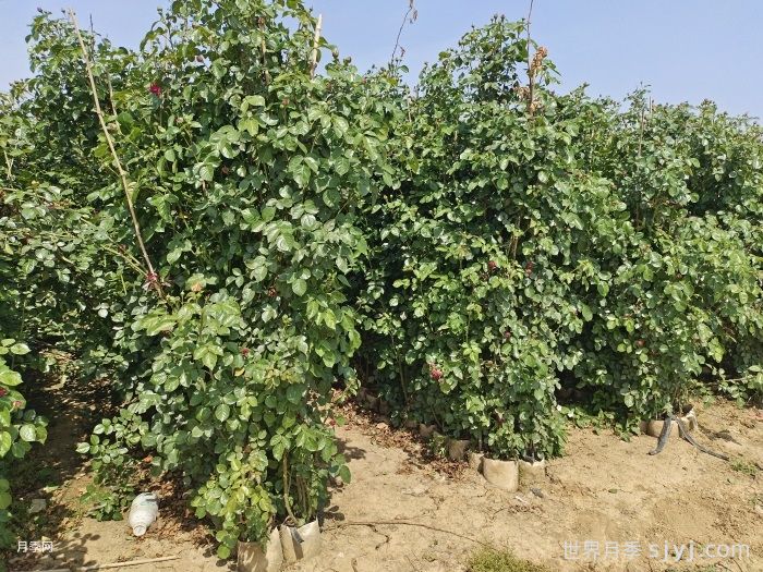 安阳北关:开展春季立体绿化月季种植工作(图1) 安阳北关:开展春季立体绿化月季种植工作(图1)