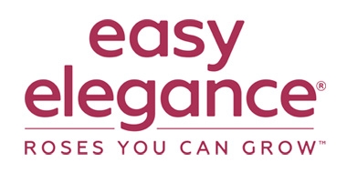 月季育种家：美国林彬Ping Lim(图1)