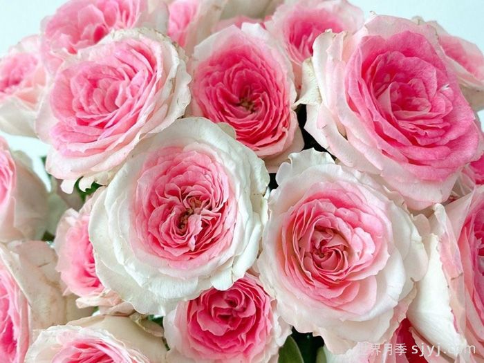 午夜魔法月季Midnight Magic(图2)