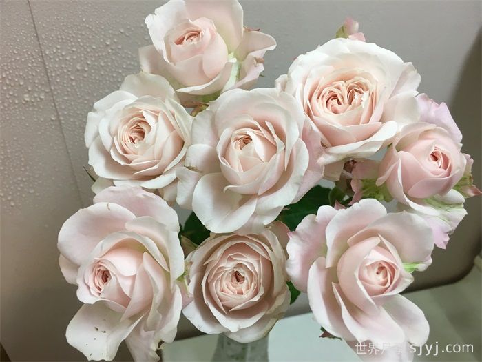 仙子之吻月季Fairy Kiss(图3)