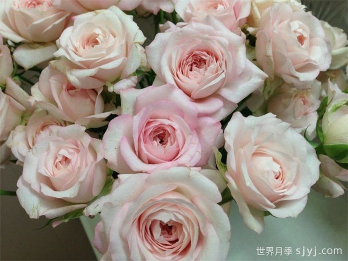 仙子之吻月季Fairy Kiss(图2)