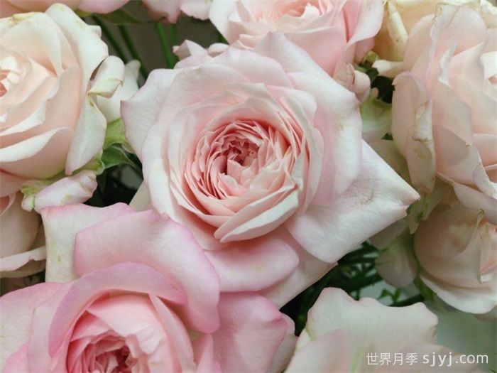 仙子之吻月季Fairy Kiss(图1)