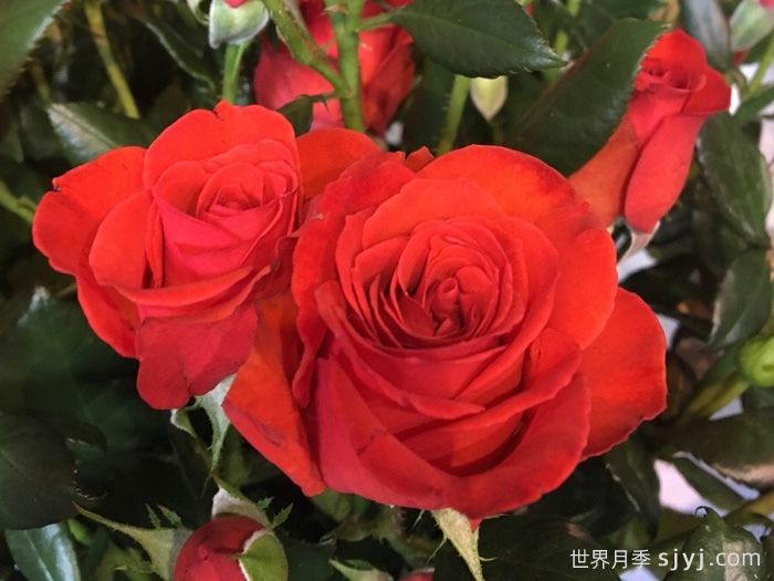 霓虹泡泡月季Neon Bubbles(图1)