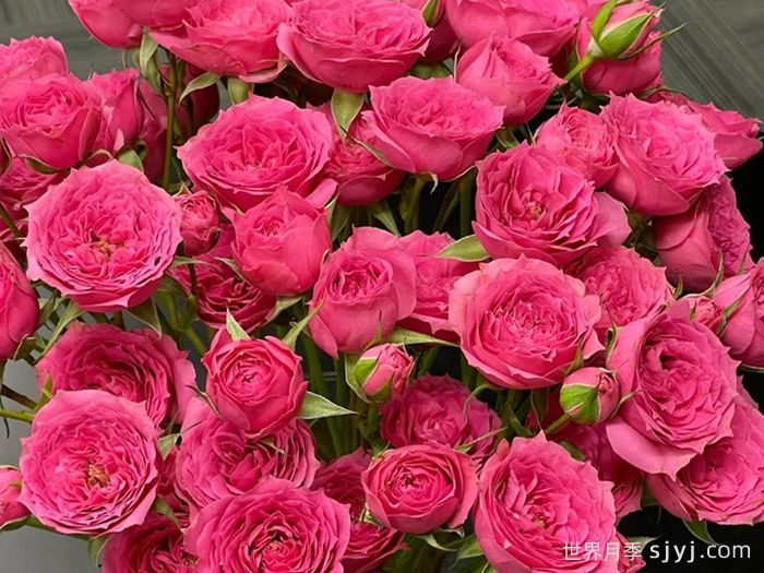 苏菲宝贝月季(图2)