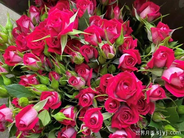 波塞妮娜月季/波塞尼娜Poshina(图1)