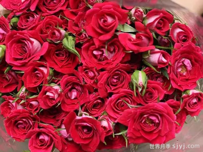 波塞妮娜月季/波塞尼娜Poshina(图2)