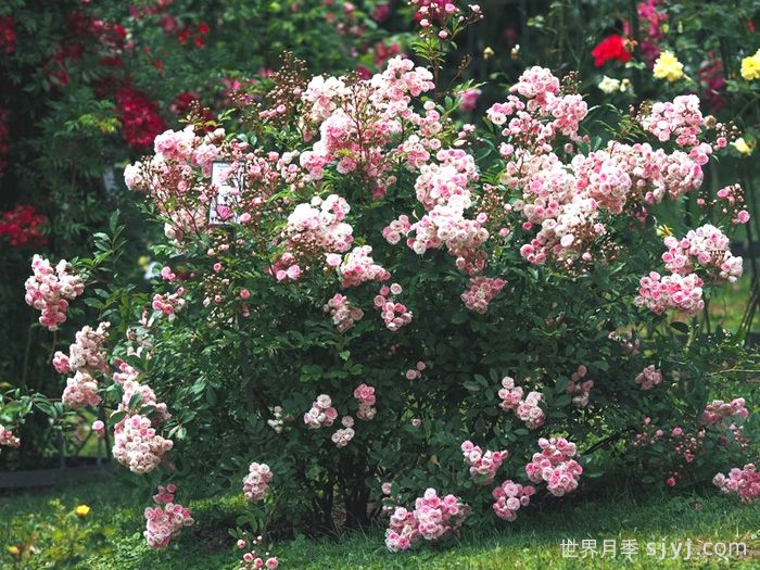 羊绒月季Pashmina(图4)