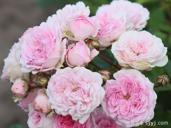 羊绒月季Pashmina(图1)