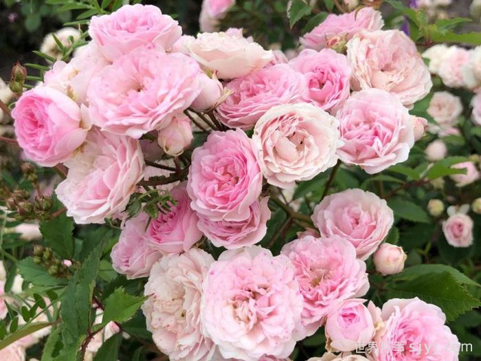 羊绒月季Pashmina(图2)