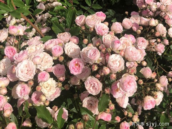 羊绒月季Pashmina(图3)