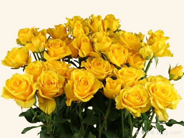 晴天泡泡月季Sunny Bubbles(图1)