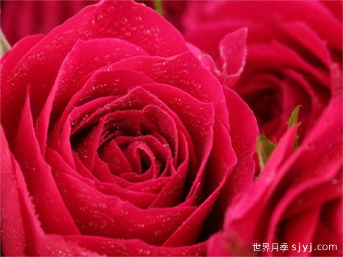 妩媚芭比月季(图2)