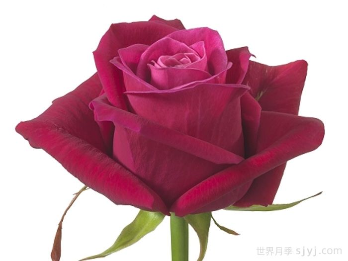 香格里拉月季Shangri-La!(图2)