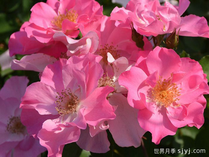 香格里拉月季Shangri-La(图1)