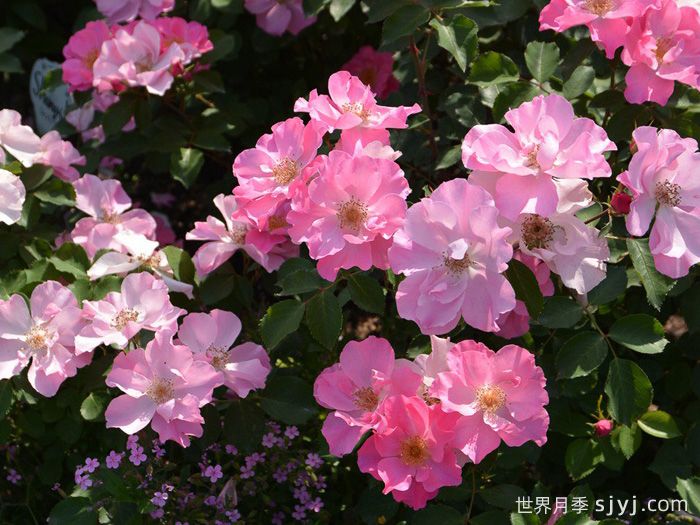 香格里拉月季Shangri-La(图2)