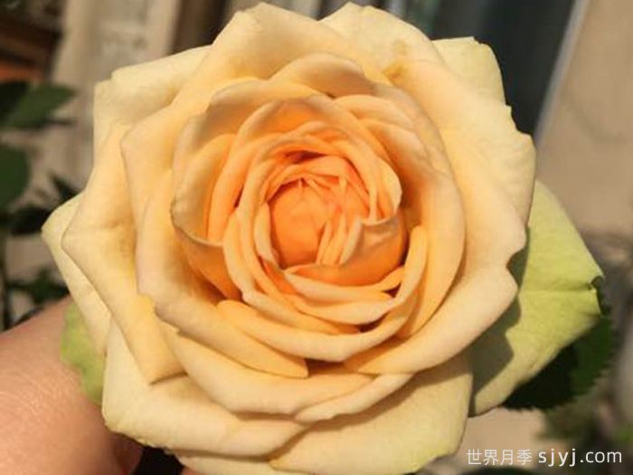 雅典娜柯德娜月季Athena Kordana(图2)