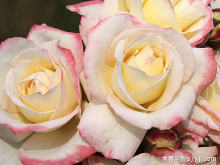 雅典娜月季Athena(图1)