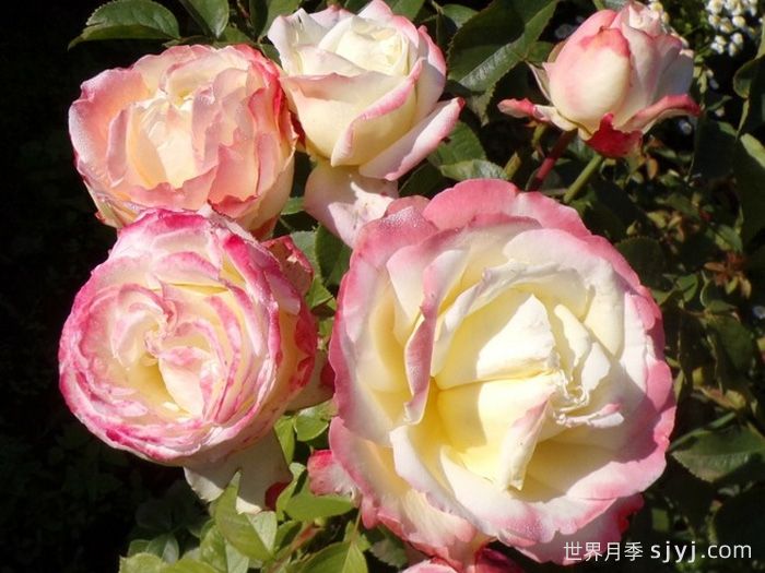 雅典娜月季Athena(图2)