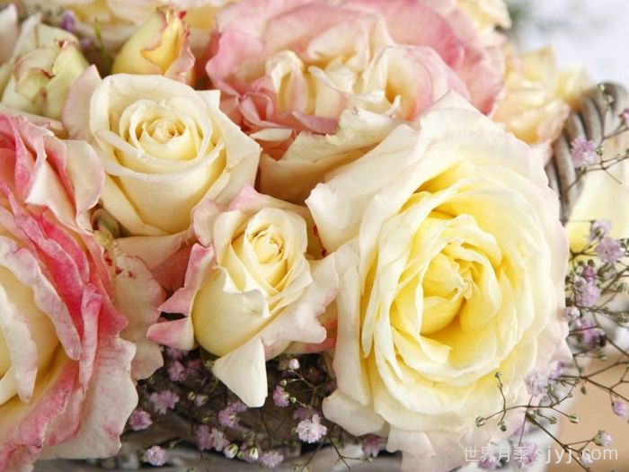 雅典娜月季Athena(图3)