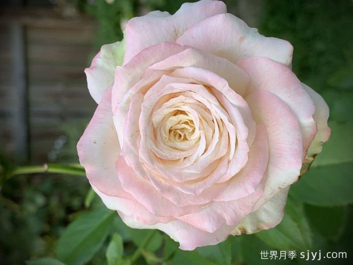 雅典娜月季Athena(图4)