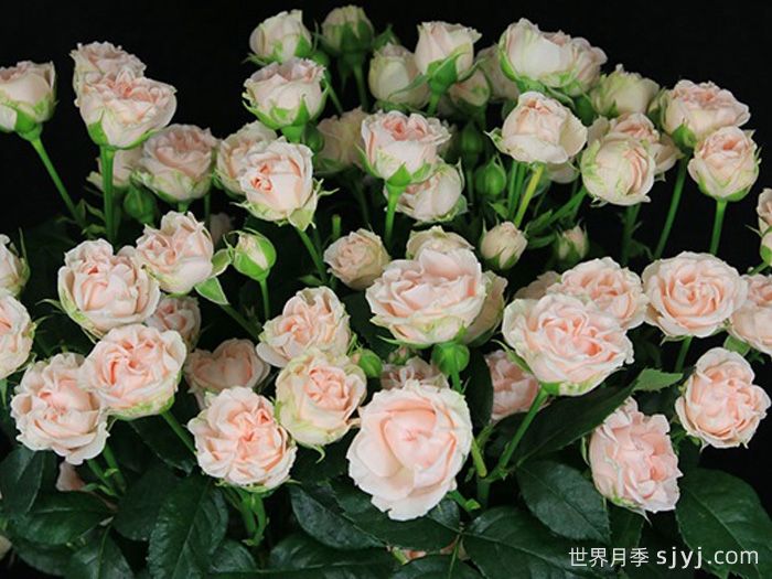 浪漫泡泡月季Romantic Bubbles(图1)