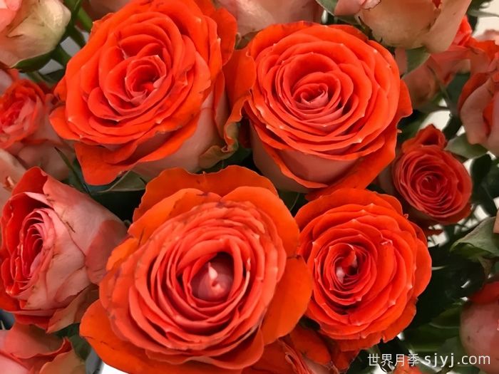 惊艳泡泡月季Stunning Bubbles(图1)