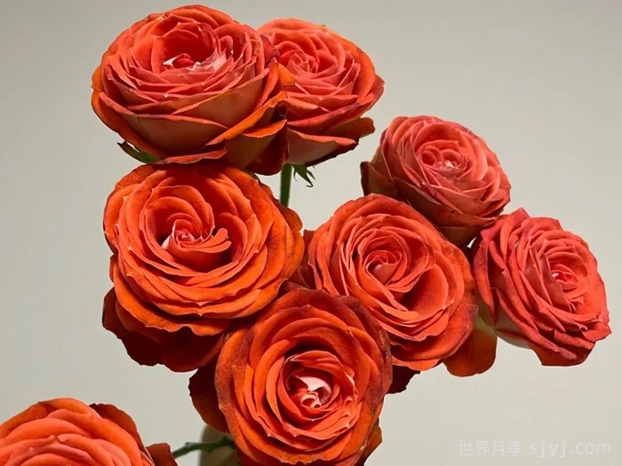 惊艳泡泡月季Stunning Bubbles(图2)