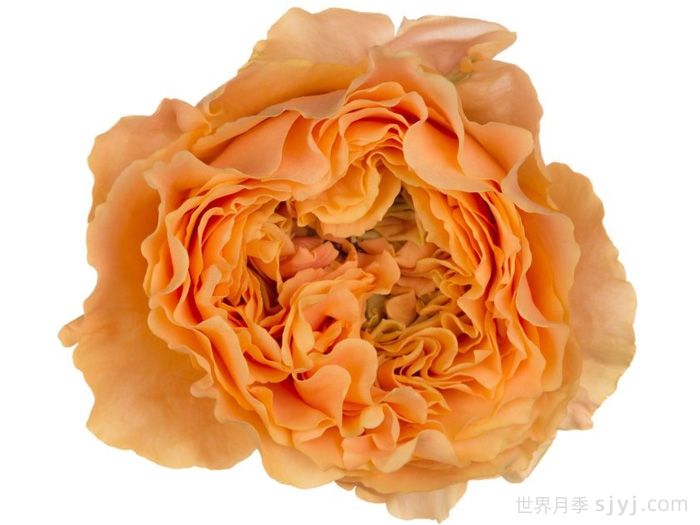 凯拉露娜月季/卡拉露娜Caraluna(图1)