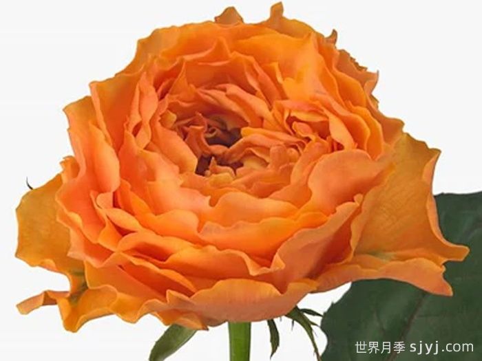 凯拉露娜月季/卡拉露娜Caraluna(图2)