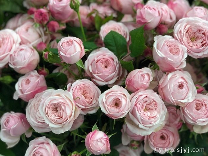 曼斯菲尔德庄园月季/泰林月季/酷皮Mansfiled Park(图3)