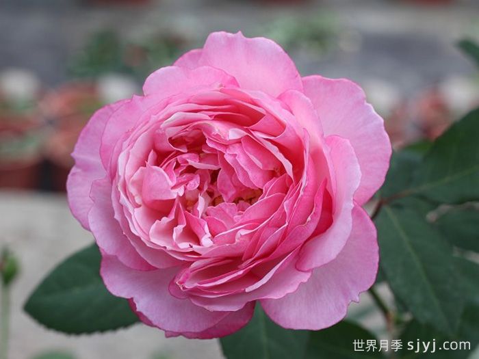 漂亮的妮娜月季Pretty Nina(图1)