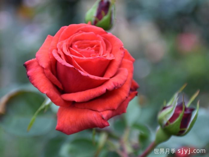 红成功月季Red Success(图2)