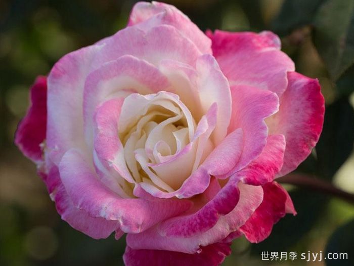 名角月季/头牌Headliner(图2)