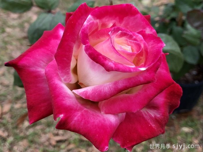 名角月季/头牌Headliner(图1)